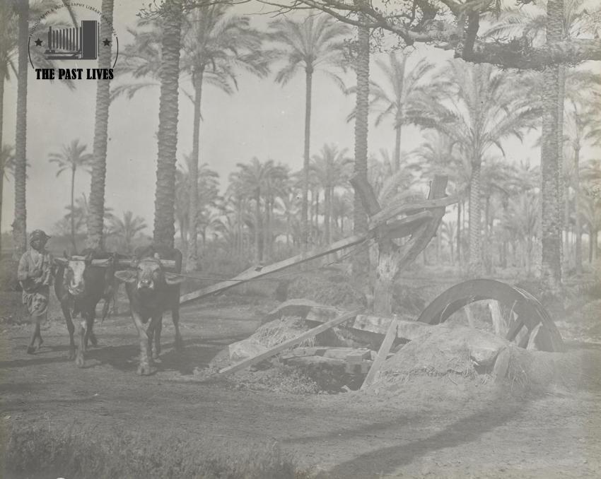 1905  Egypt , damietta