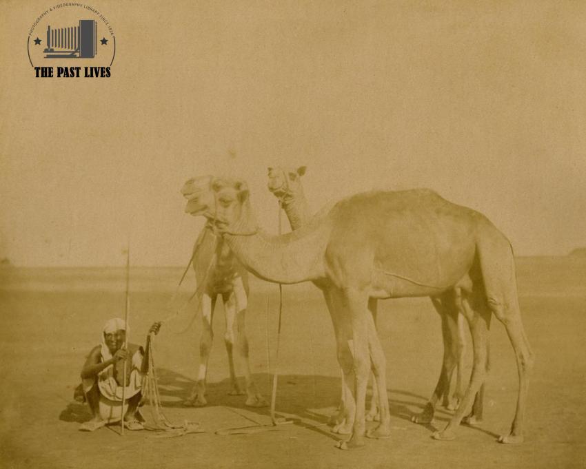 Camels in Aden ,Yemen 1875