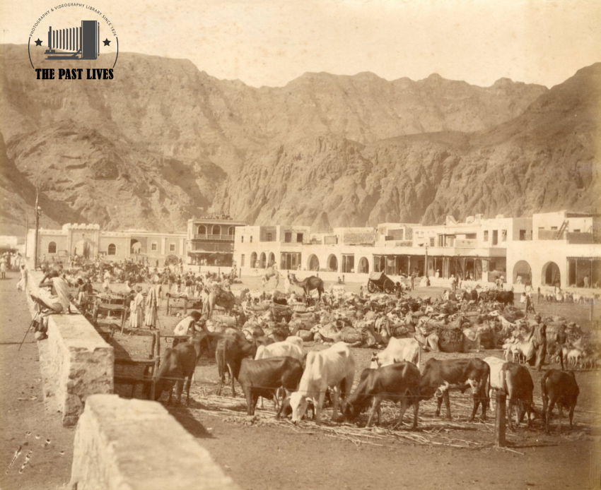 Camels Market Yemen, Aden, 1880