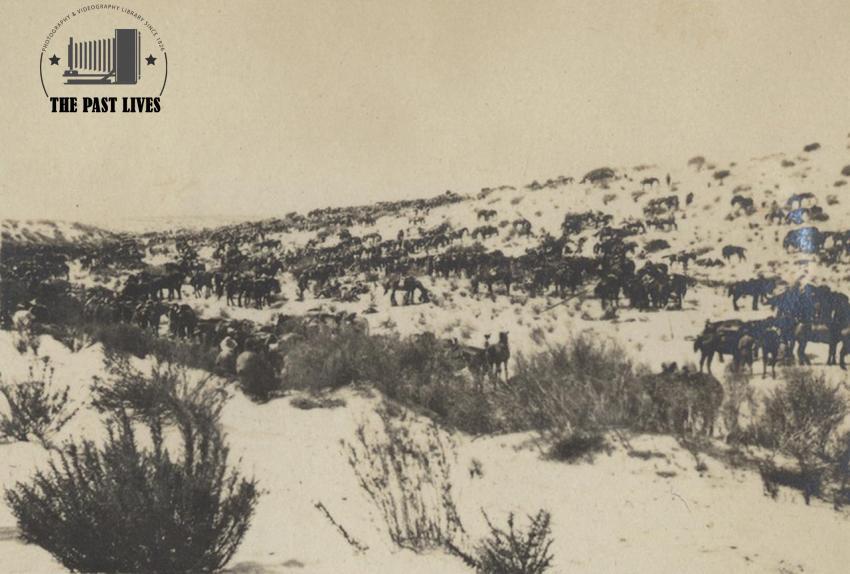Egypt, Sinai, Bardawil, 1915