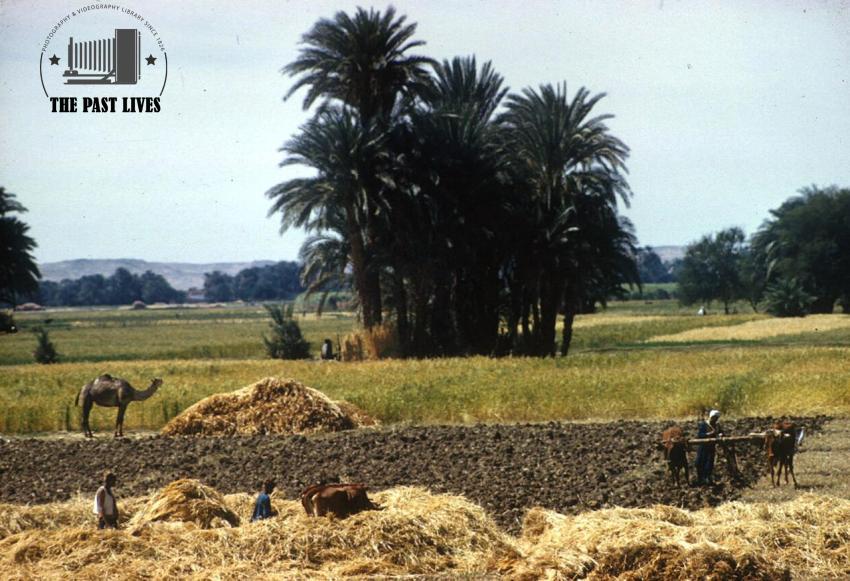 1961 Egypt | luxor-  Mahamid village