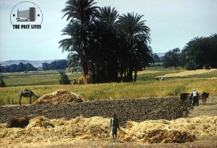 1961 Egypt | luxor - Mahamid village