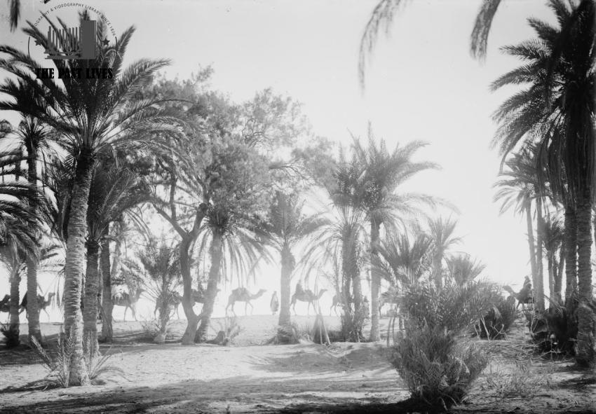 Egypt, Suez , Moses Springs, 1925