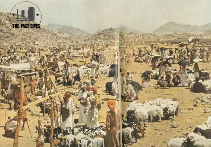 Purchasing sacrificial animals during the 1953 Hajj season