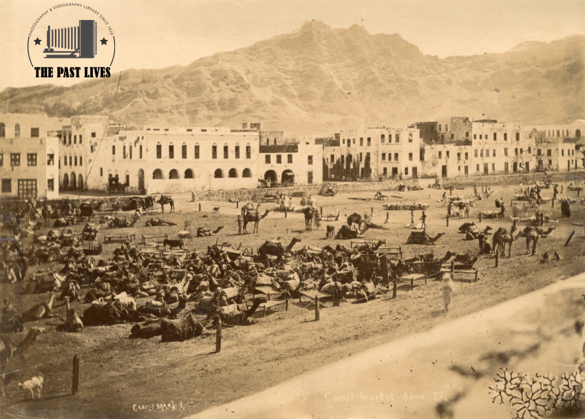 Camels Market , Yemen, Aden 1880