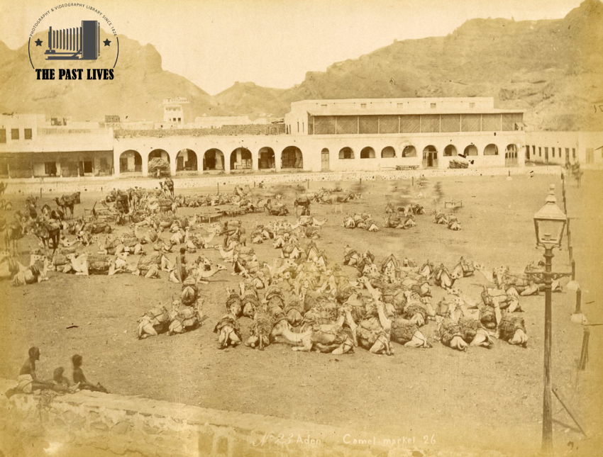 Camel Market, Aden, Yemen 1879