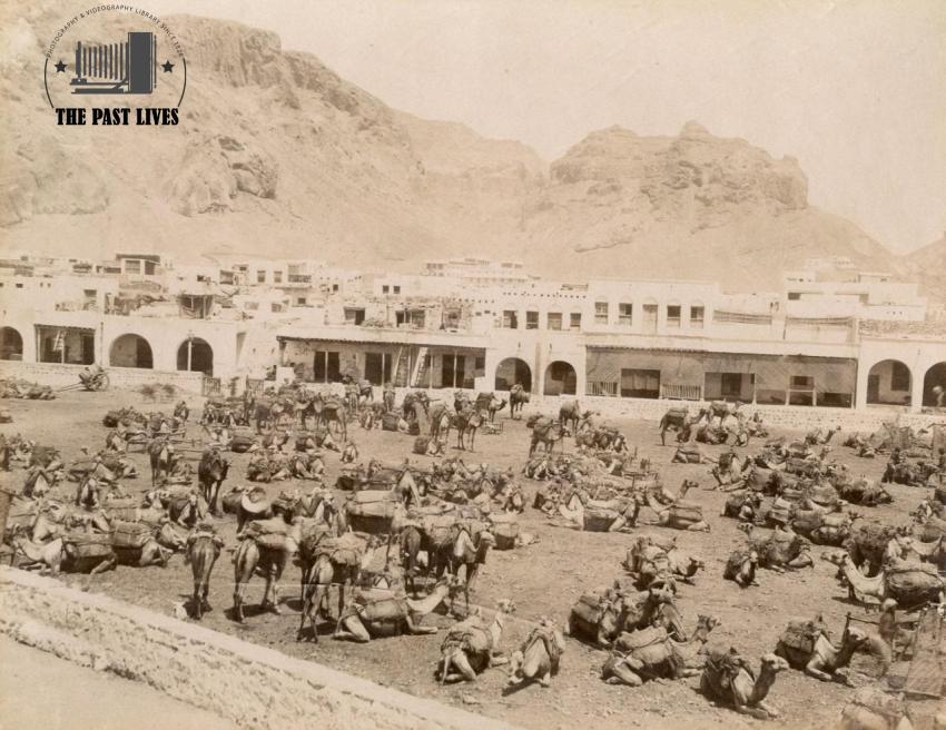 Camel Market, Aden, yemen 1879