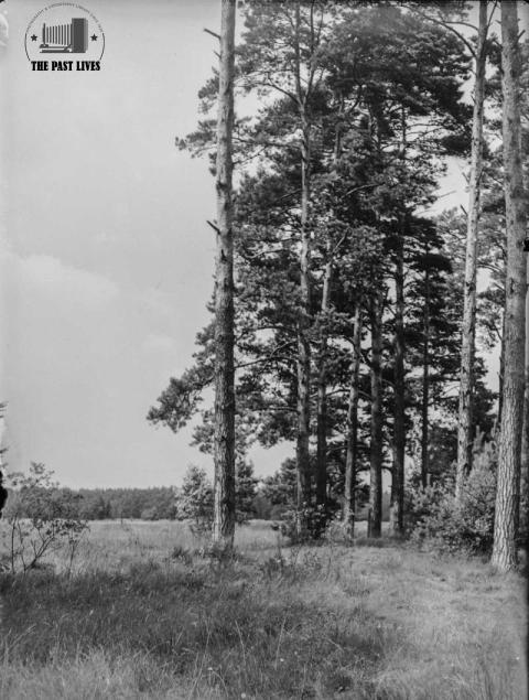 Alte Kiefern Germany 1950s