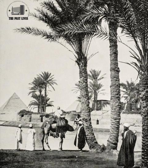 1894 Egypt | Giza - Palm trees and pyramids