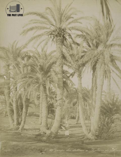 Egypt, Suez , Moses Springs, 1889