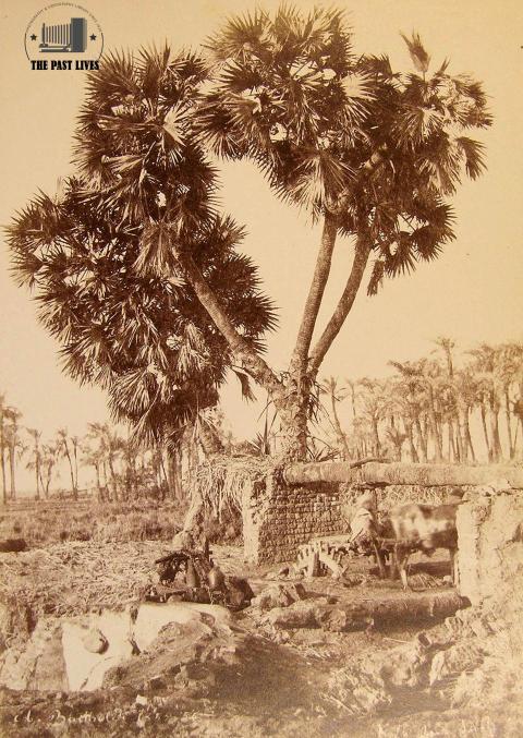 Egypt, Luxor, 1856