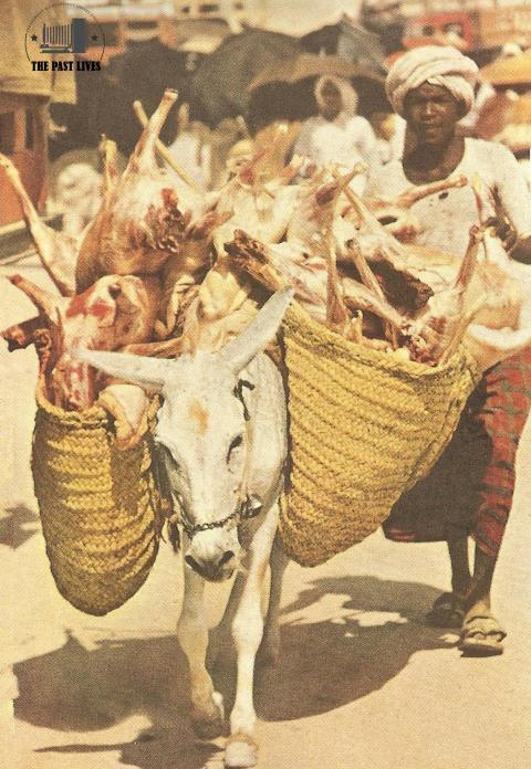 Distribution of sacrificial animals during the 1953 Hajj season